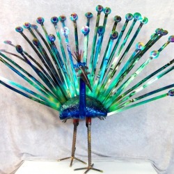 1st Generation of Peacocks