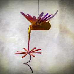 May FlynGBirds 2015 (8).jpg