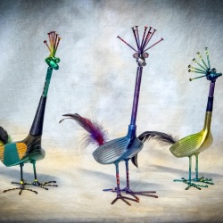 WS DRiver birds 2015  (1).jpg