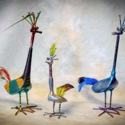 WS DRiver birds 2015  (2).jpg