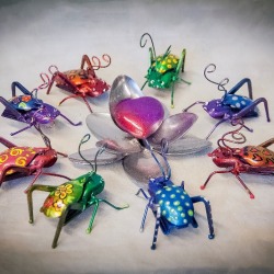 Spoon Beetles 2015 (1).jpg