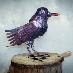 RavenGirl 2016 ws.jpg