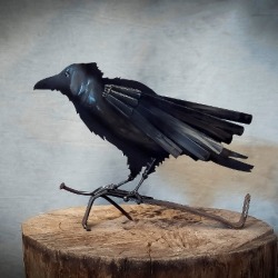 Crow Brd2 2017