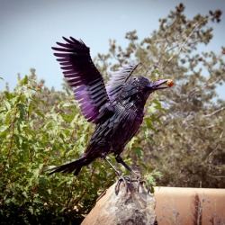 Ws Cbird Stoney 2017