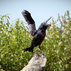 Ws Cbird Stoney2 2017